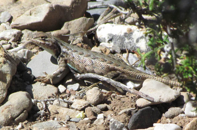Female Sagebrush Lizard